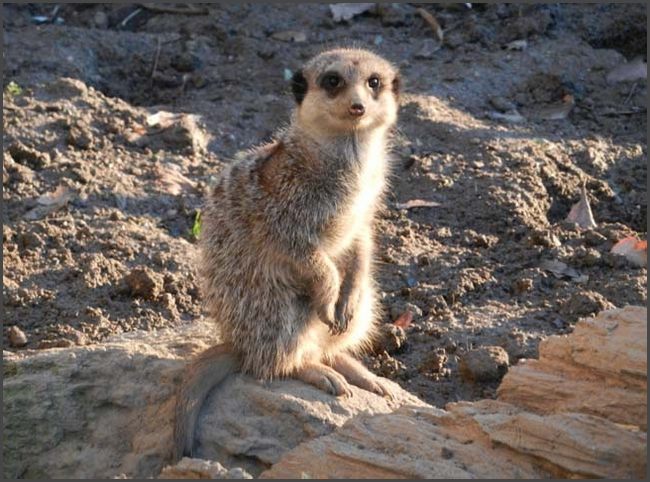 Bad Liebenstein, Tierpark