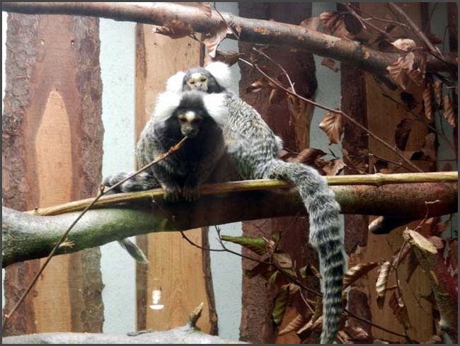 Bad Liebenstein, Tierpark