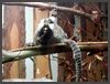 Bad Liebenstein, Tierpark