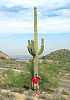 Kakteen in Arizona