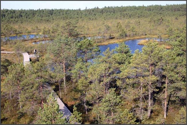 Estland - Lahemaa Hochmoor