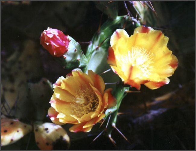 Gran Canaria
