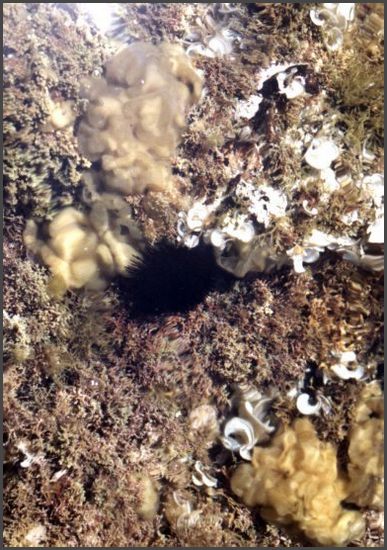 1995 Griechenland - Chalkidiki - Seeigel unter Wasser