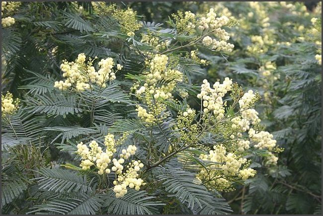 Madeira 2006 - Portugal