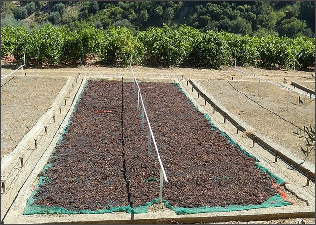 2019 Peloponnes - Rosinentrocknung