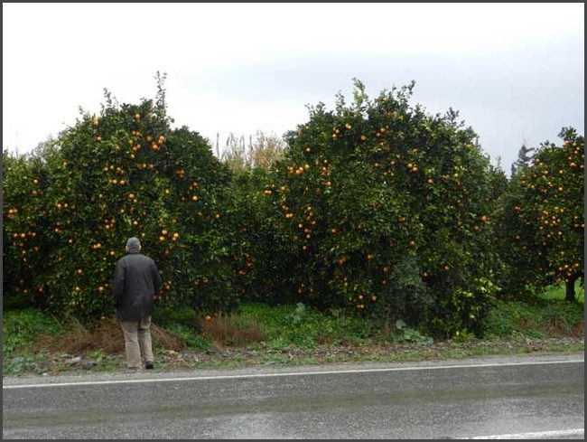 Pantagen bei Güzelyurt