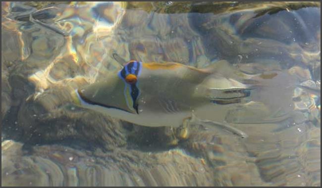 Ägypten - Sharm El Sheikh 2008