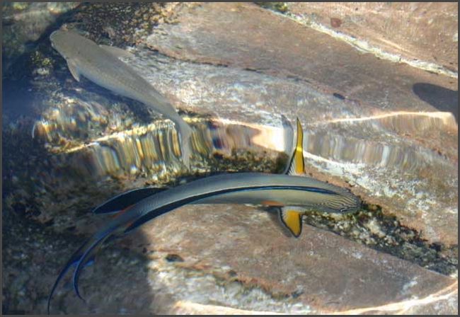 Ägypten - Sharm El Sheikh 2008