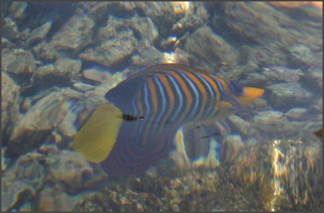 Ägypten - Sharm El Sheikh 2008