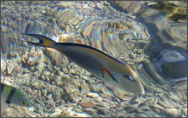 &Auml;gypten - Sharm El Sheikh 2008