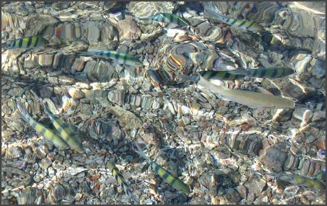 Ägypten - Sharm El Sheikh 2008