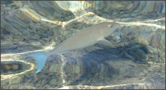 Ägypten - Sharm El Sheikh 2008