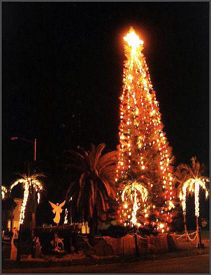 Florida - Weihnachtspalmen