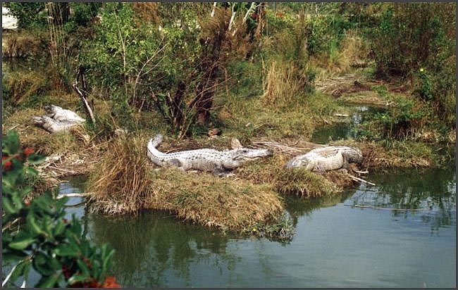 Florida - Everglades