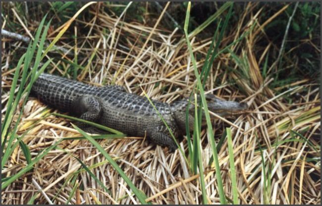 Florida - Everglades