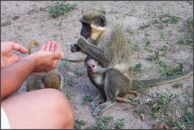 Gambia 2007 - Affen im Hotel
