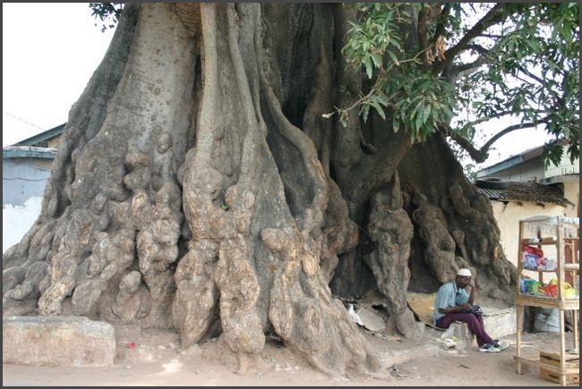 Gambia 2007 - Big Tree