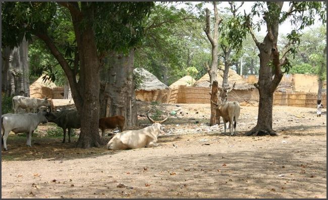Gambia 2007 - Dorf im Senegal