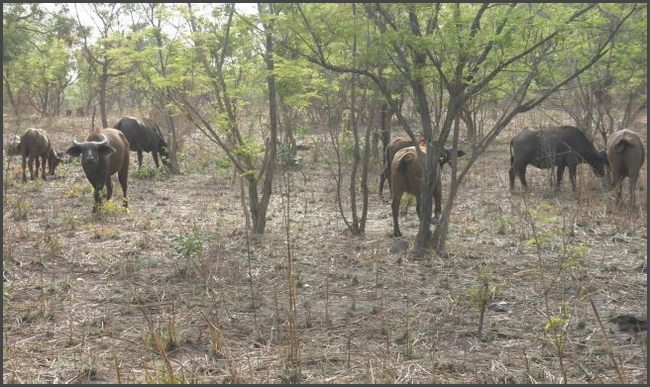 Gambia 2007 - Safaripark im Senegal
