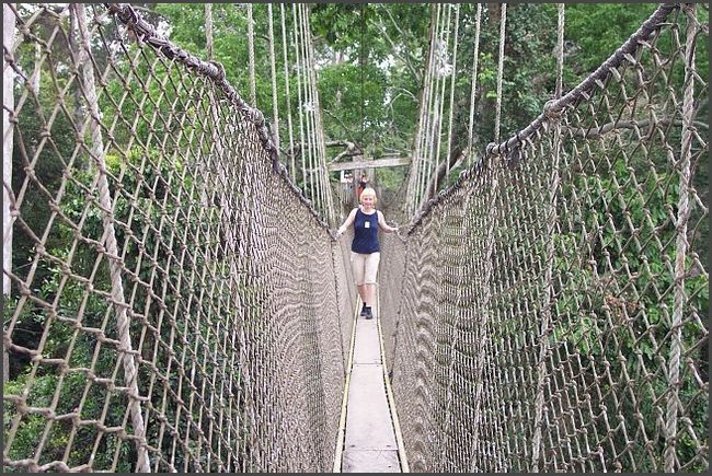H&auml;ngebr&uuml;cken im Kakum Regenwald
