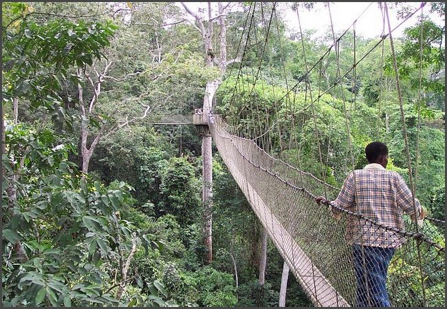 7 Hängebrücken im Kakum Regenwald in 40 m Höhe