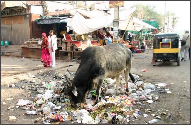 Indien - Rajasthan Bikaner