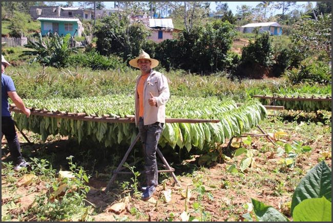 Vinales Tal - Tabakanbau