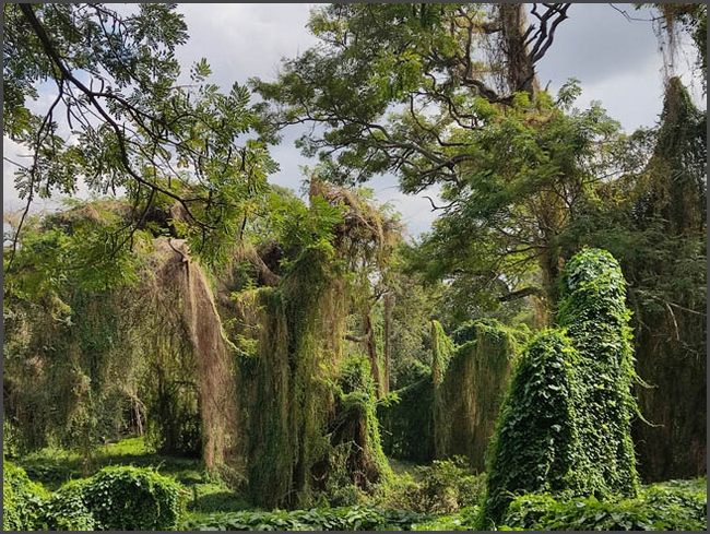 Havanna - alleine zu Fuß