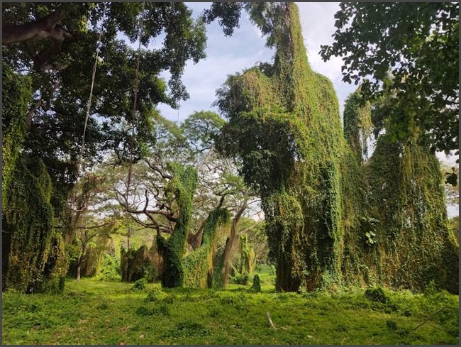 Havanna - alleine zu Fu&szlig;