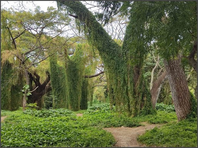 Havanna - alleine zu Fu&szlig;