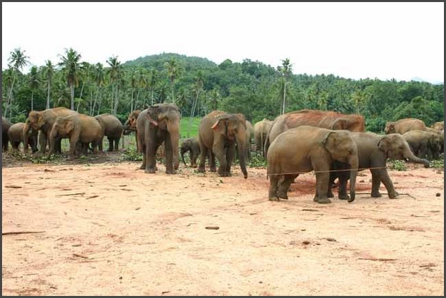 Sri Lanka 2009 - Pinnawela