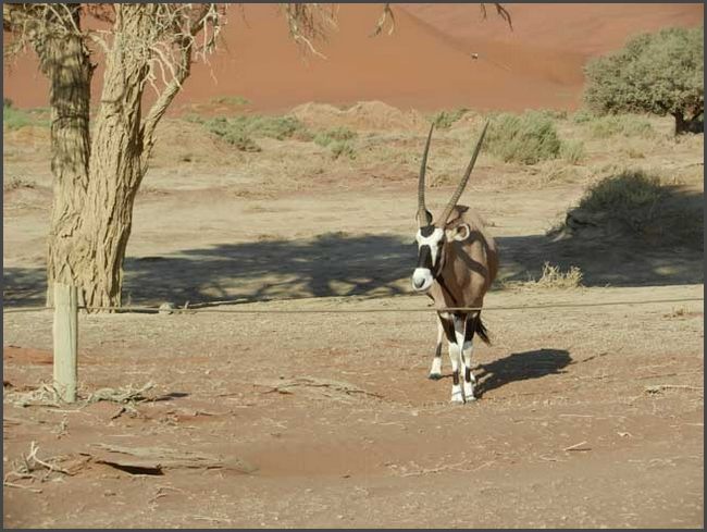 Namibia -  D&uuml;nen des Sossusvlei - Namib W&uuml;ste