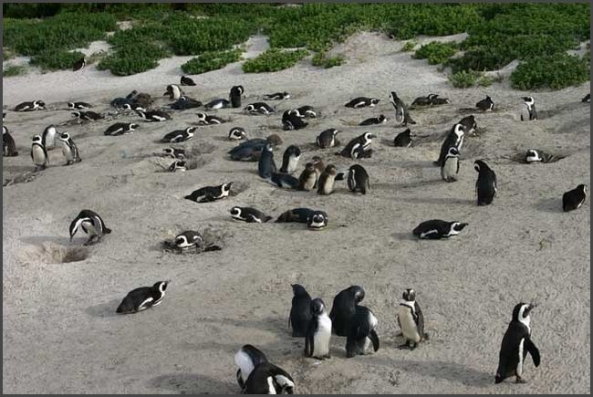 S&uuml;dafrika - Pinguin Kolonie