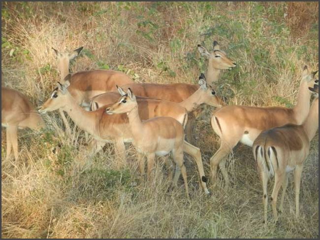 S&uuml;dafrika - Kr&uuml;ger Nationalpark