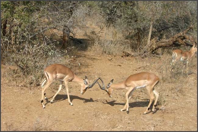 S&uuml;dafrika - Kr&uuml;ger Nationalpark