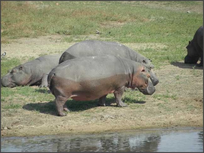 S&uuml;dafrika - Kr&uuml;ger Nationalpark