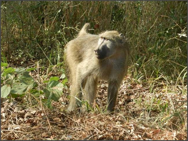 S&uuml;dafrika - Kr&uuml;ger Nationalpark