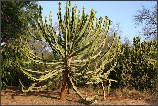 S&uuml;dafrika - Kr&uuml;ger Nationalpark