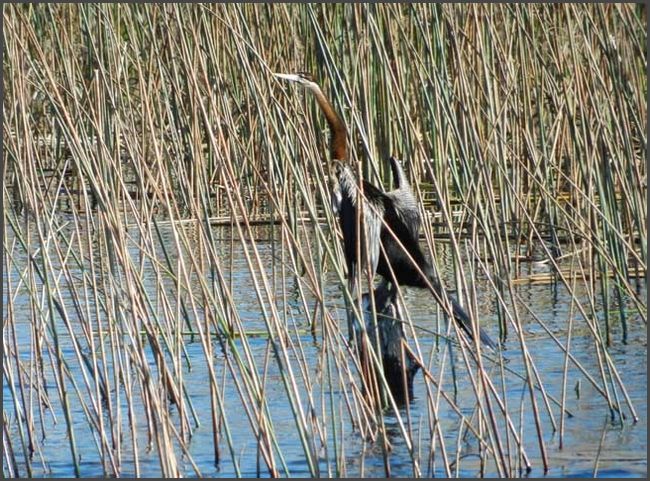 Botswana - Okawango Delta