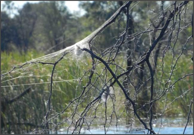 Botswana - Okawango Delta