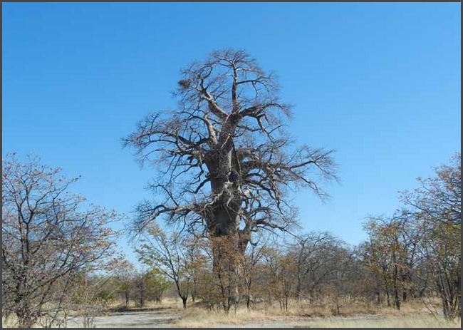 Botswana - Baobab Baum