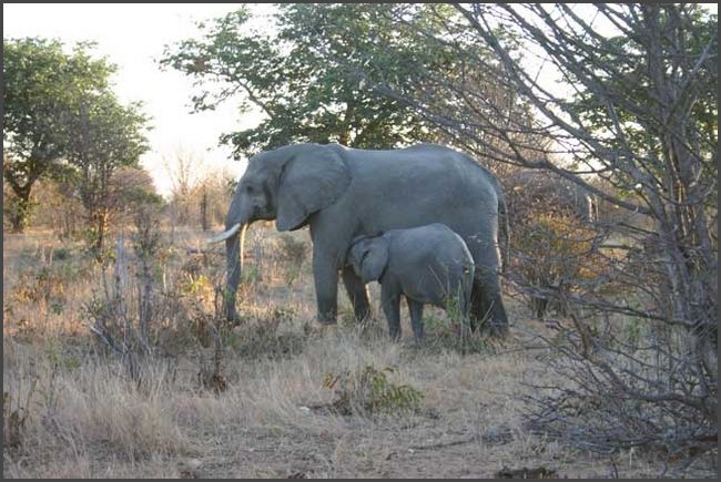 Botswana - Chobe Nationalpark