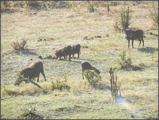 Botswana - Chobe Nationalpark