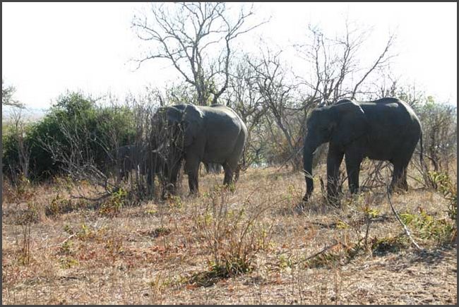 Botswana - Chobe Nationalpark