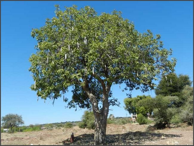 Botswana - Wurstbaum