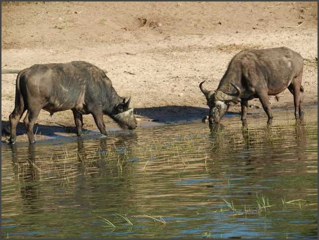 Botswana - Chobe Flu&szlig;fahrt