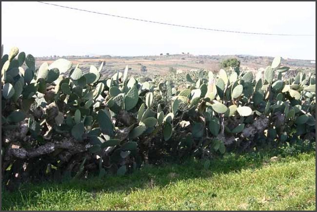 Tunesien 2010 - Hammamet