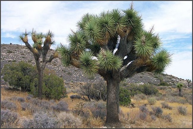 Kalifornien - Yoshua Tree National Park