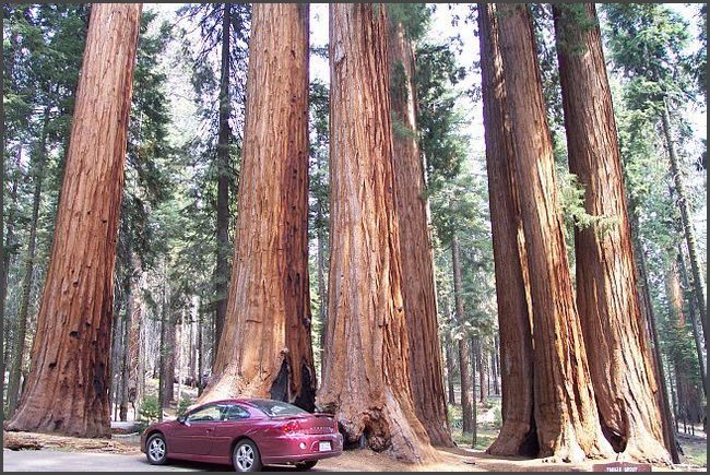Kalifornien - Sequoia National Park, Riesenb&auml;ume im Giant Forest