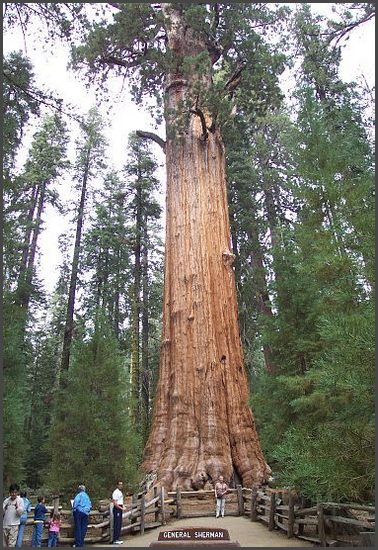 Kalifornien - Sequoia NP, General Sherman Tree - 84m hoch, 9m Durchmesser, &uuml;ber 2300 Jahre alt